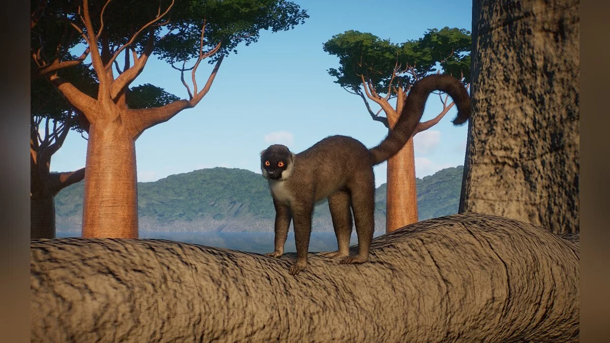 Planet Zoo — Обыкновенный бурый лемур - новые виды