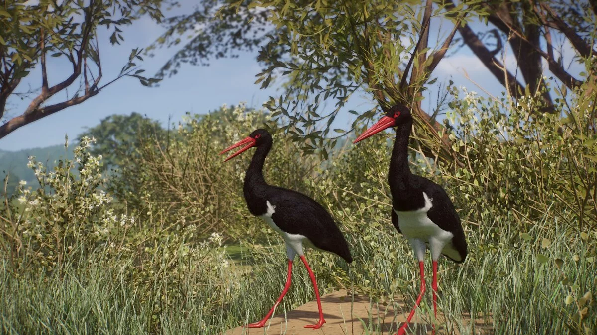 Planet Zoo — Новые виды - черный аист