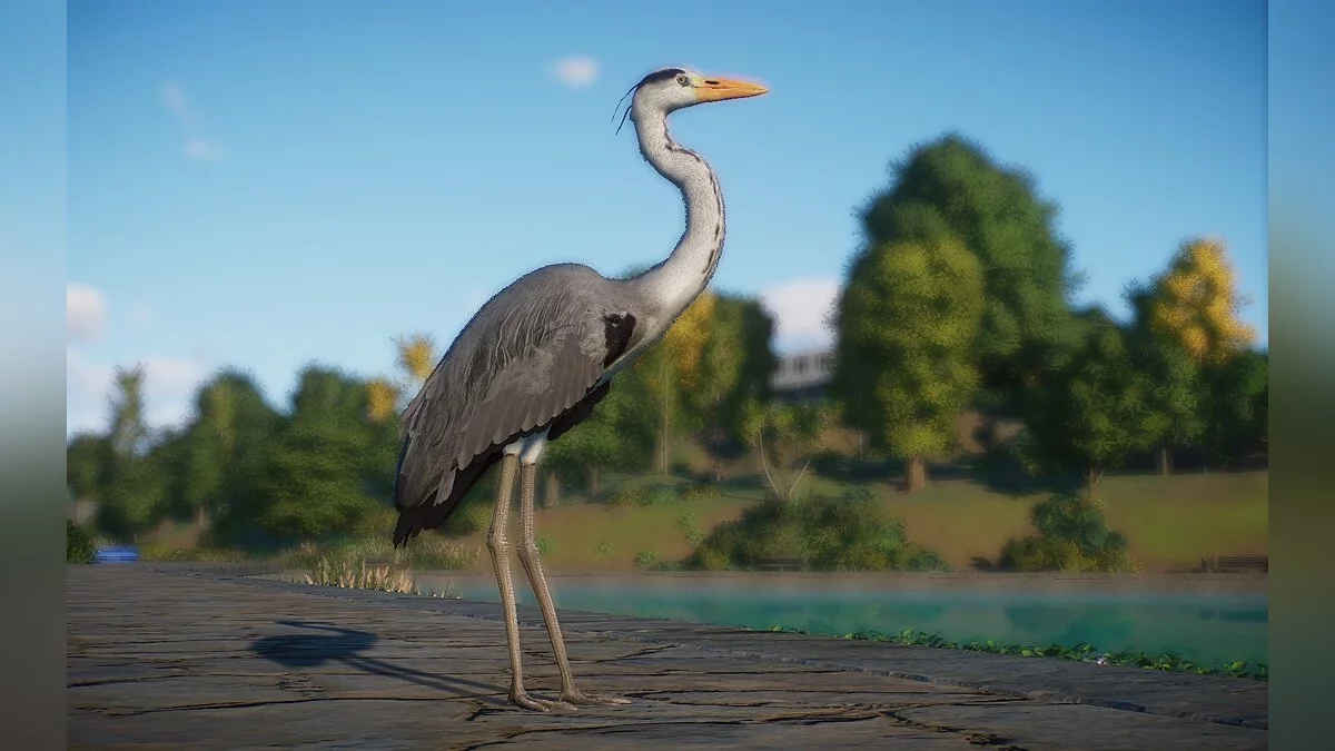 Planet Zoo — Новые виды — серая цапля