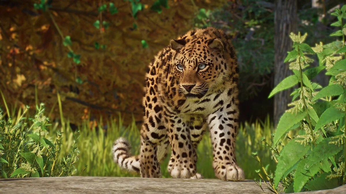 Planet Zoo — Ремастер дальневосточного леопарда