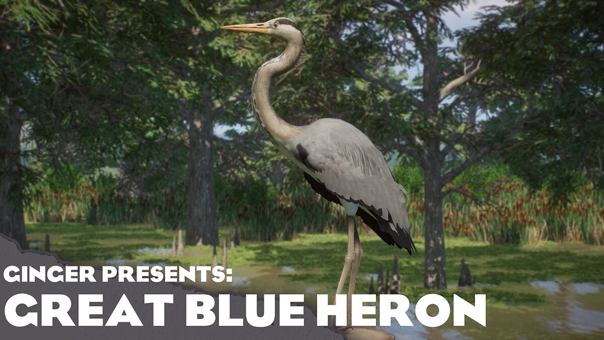Planet Zoo — Новые виды - большая голубая цапля