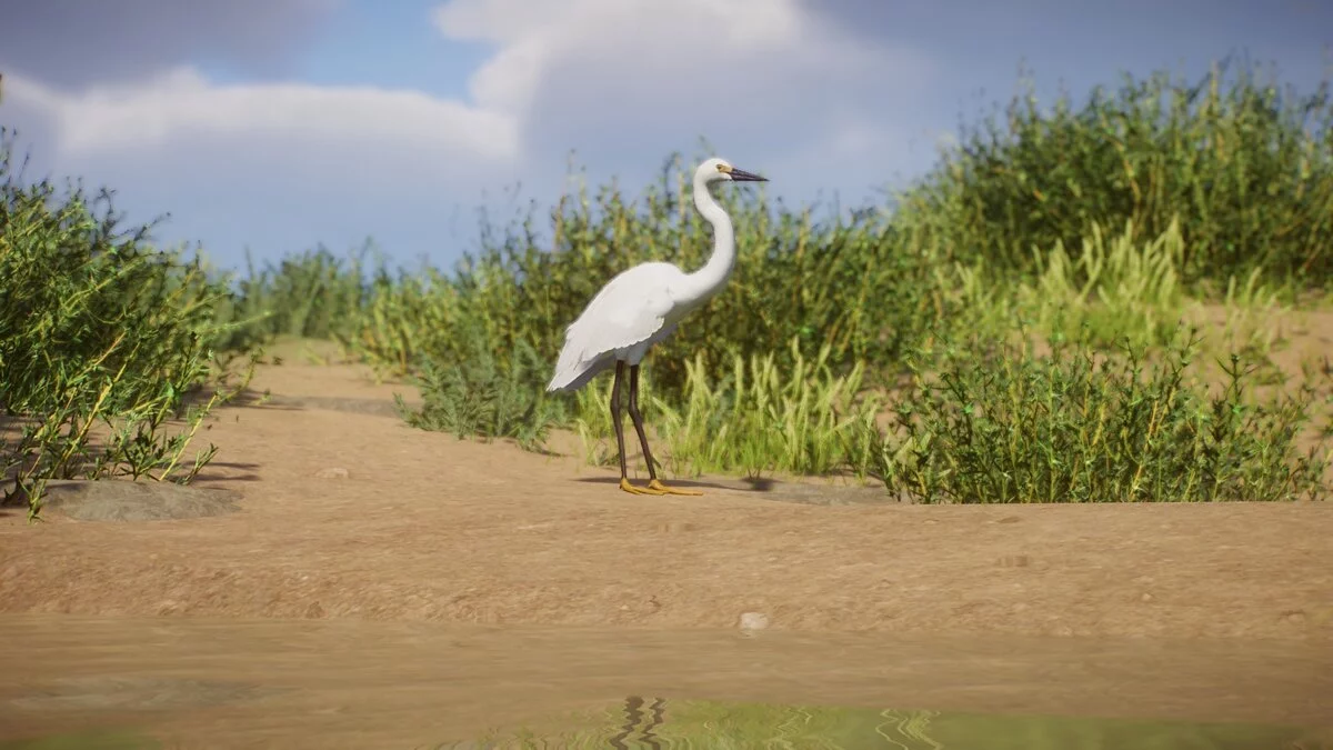 Planet Zoo — Новые виды — снежная цапля