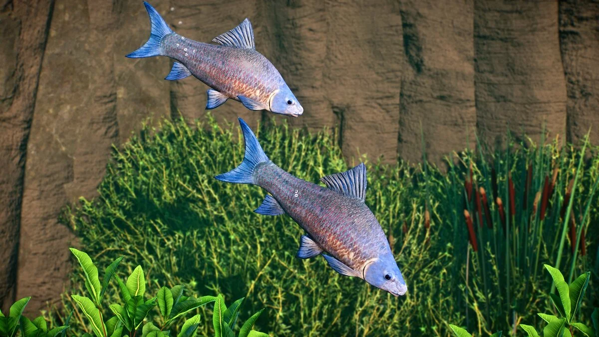 Planet Zoo — Пурпурный лабео - новые виды