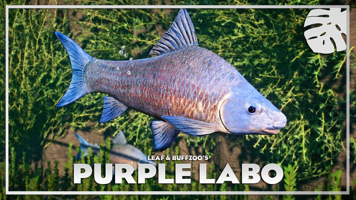 Planet Zoo — Пурпурный лабео - новые виды