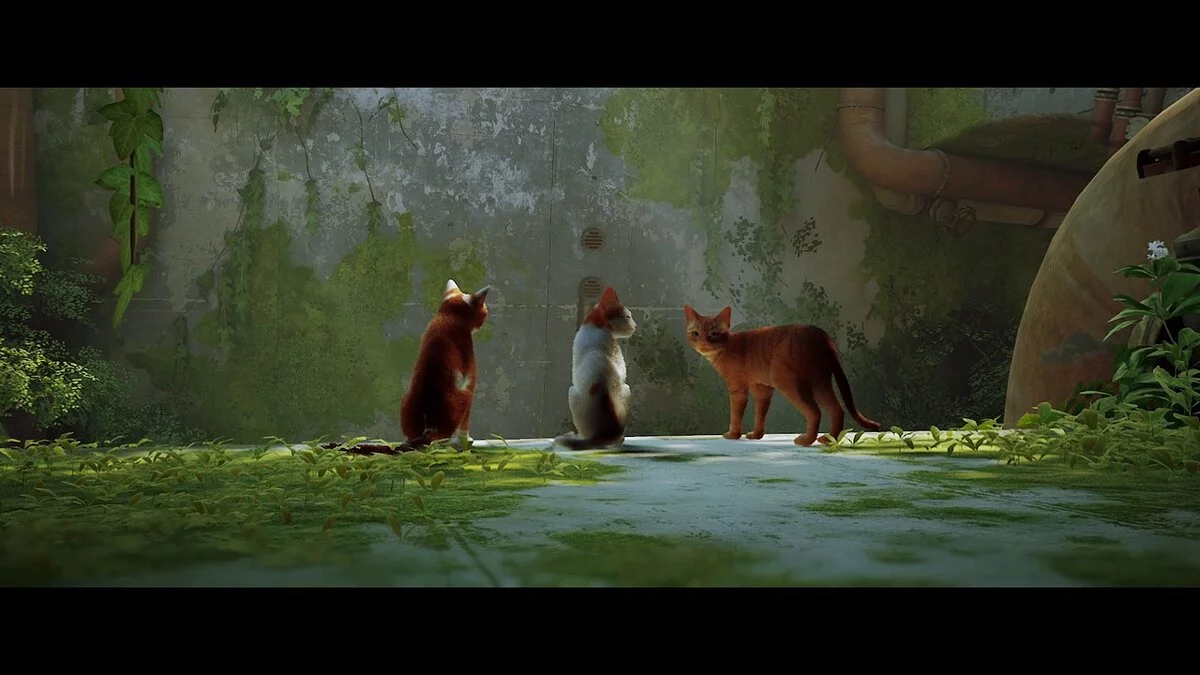 Stray — Красочный пресет решейда