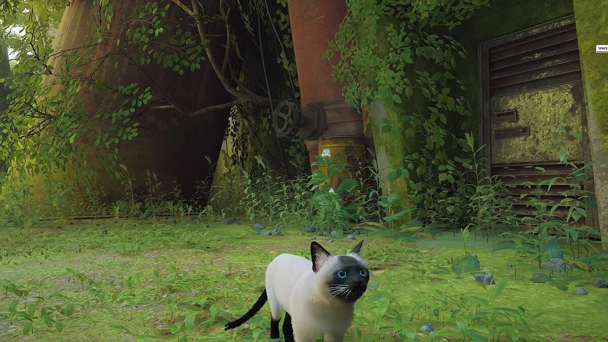 Stray — Сиамский голубоглазый кот