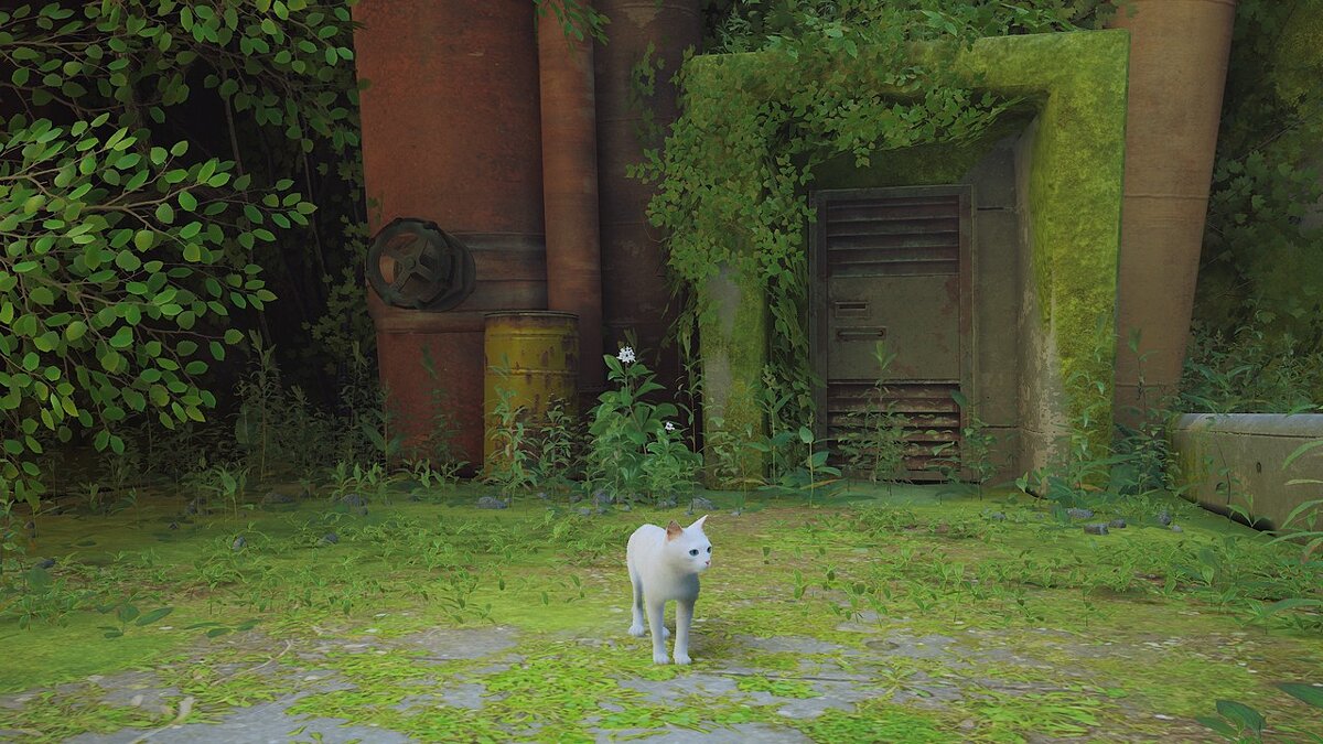 Stray — Белый кот с голубыми глазами