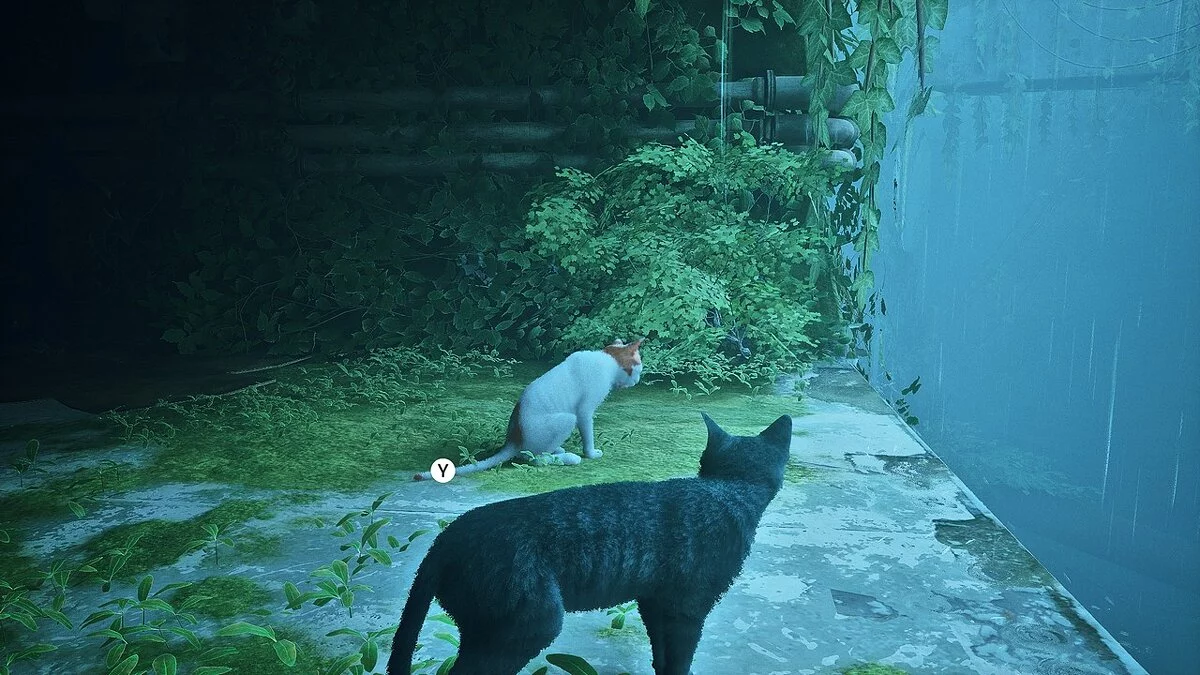 Stray — Серый кот с зелеными глазами