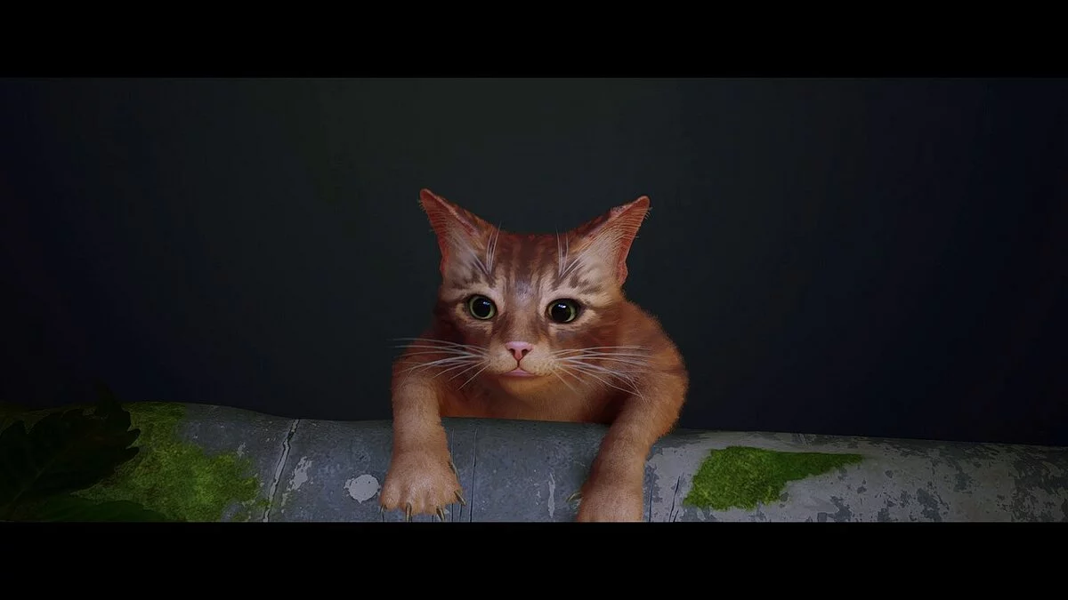 Stray — Фотореалистичный пресет