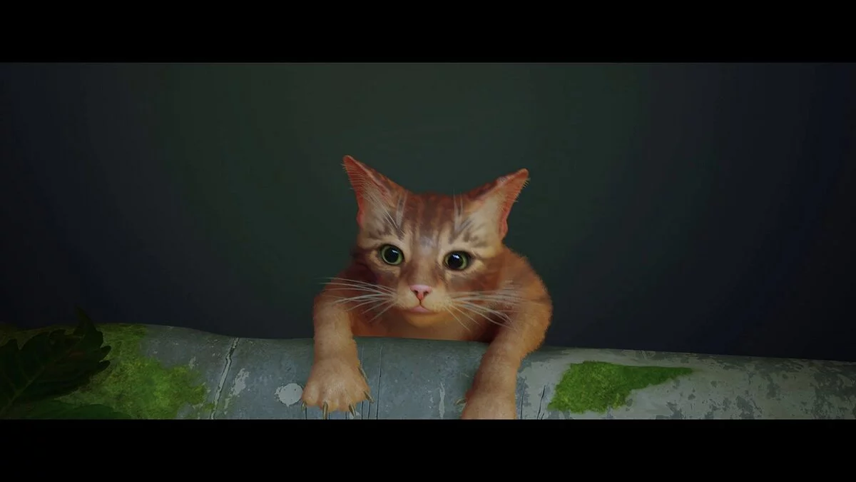 Stray — Фотореалистичный пресет