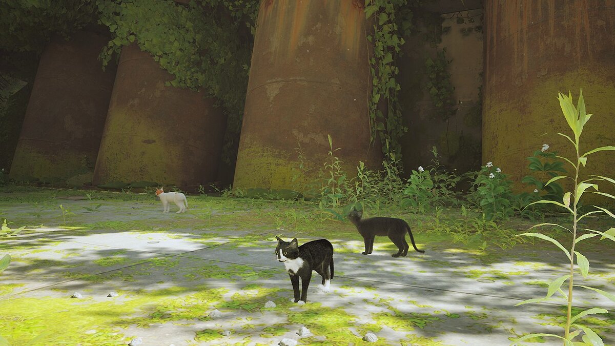 Stray — Черно-белый кот