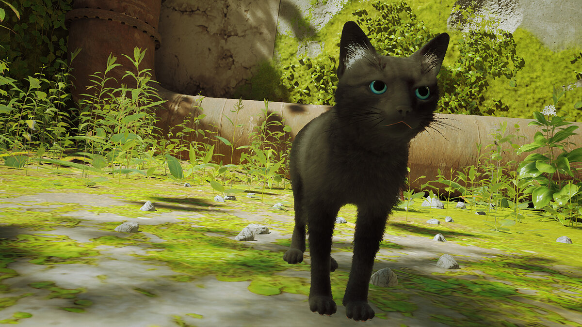 Stray — Чёрный кот с чёрными усами и голубыми глазами