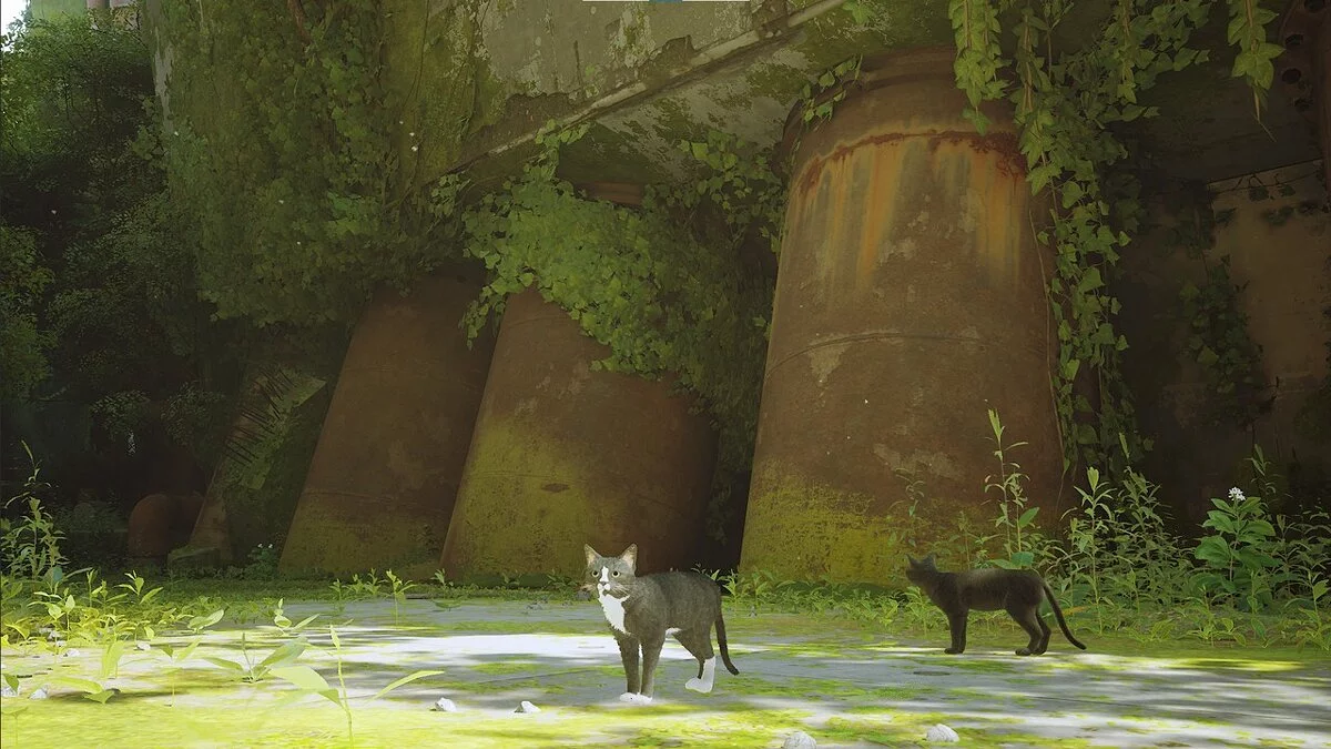 Stray — Черный кот с белой грудкой