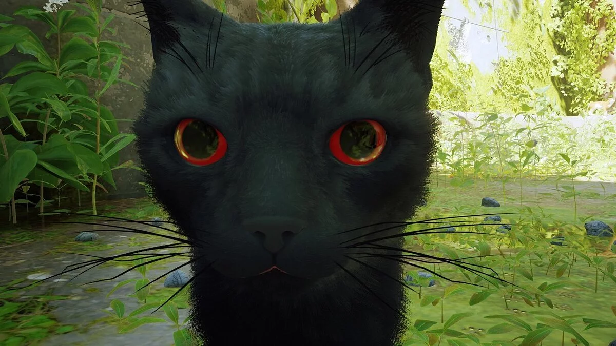Stray — Чёрный кот с красными глазами