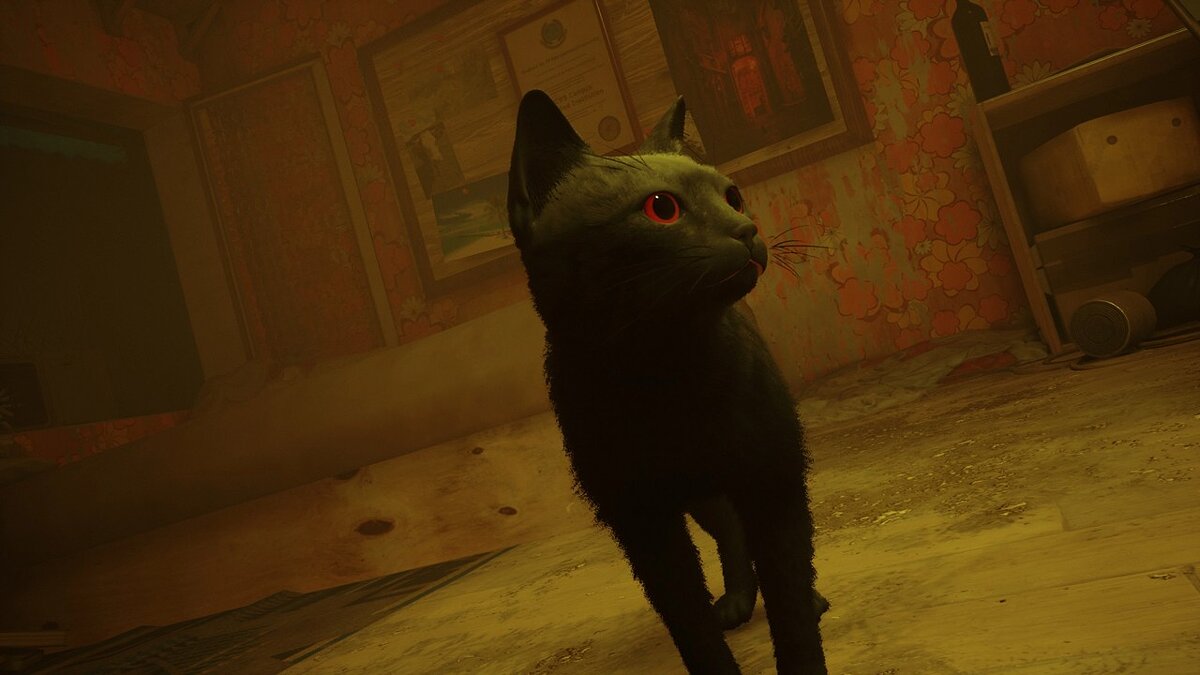 Stray — Чёрный кот с красными глазами / Существа и монстры / Персонажи и  игроки