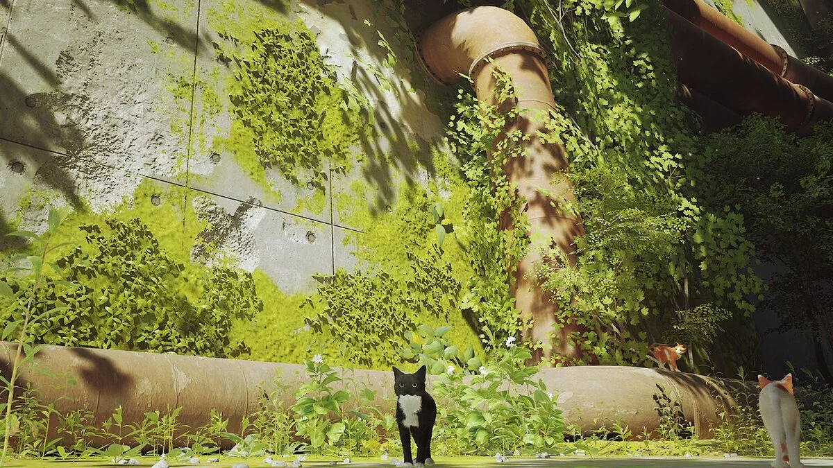 Stray — Черный кот с белыми вкраплениями