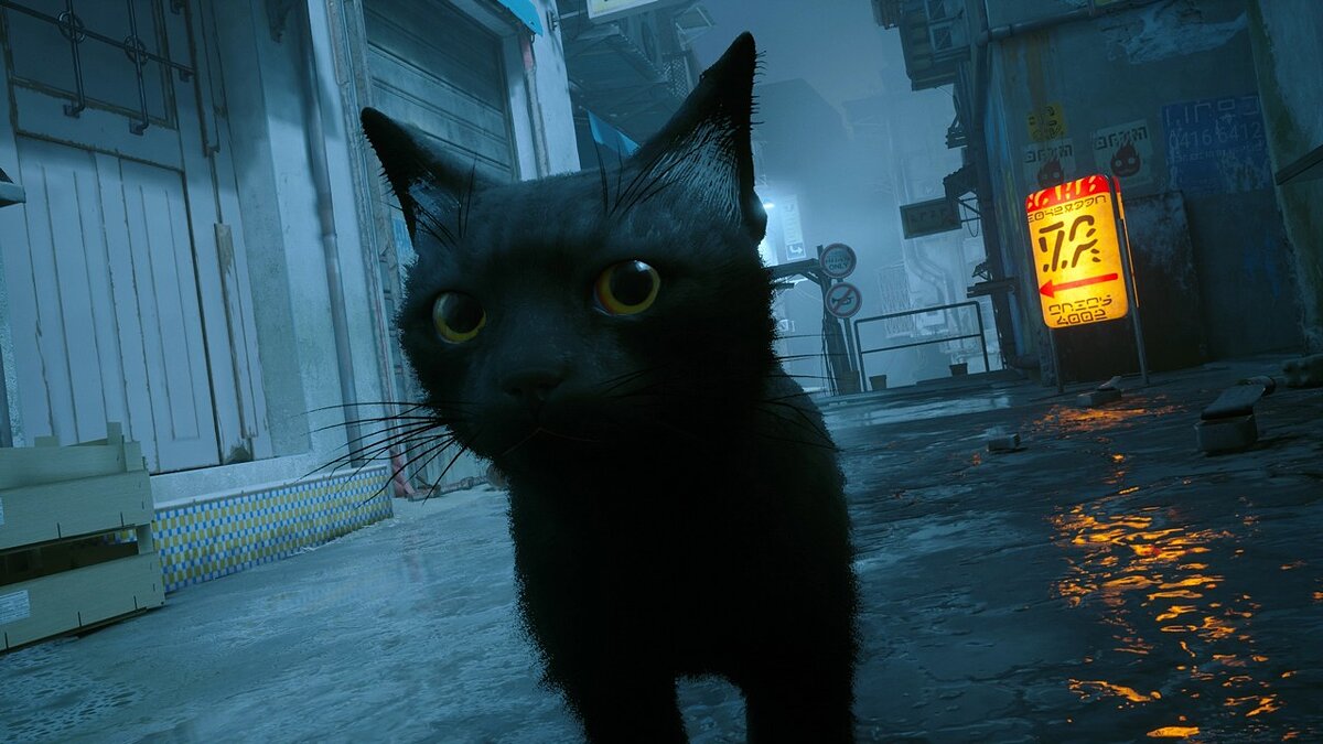 Stray — Чёрный кот с оранжевыми глазами