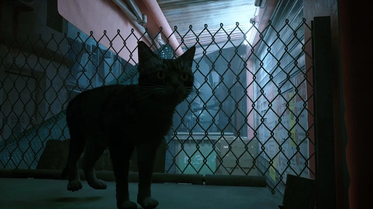 Stray — Серый кот с черными пятнами и оранжевыми глазами