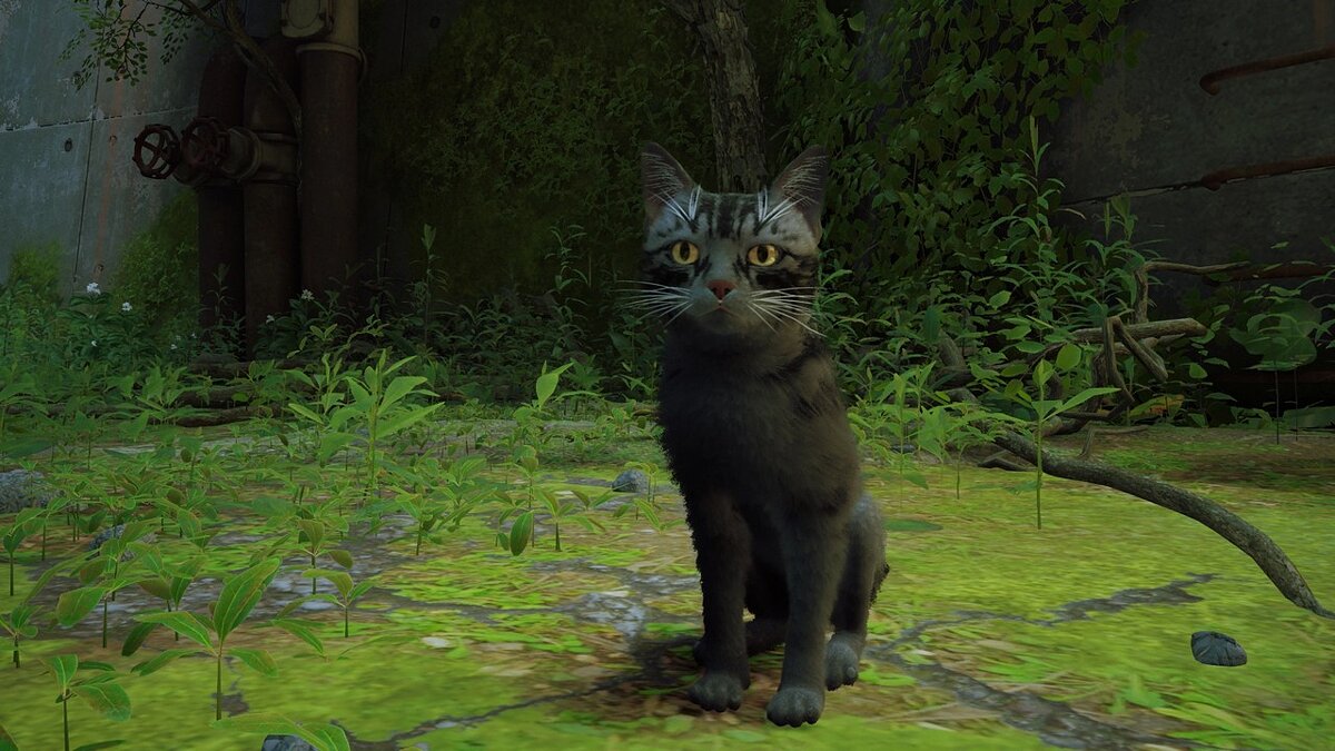Stray — Серый кот с черными пятнами и оранжевыми глазами