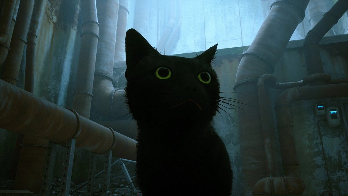 Stray — Чёрный кот с зелёными глазами