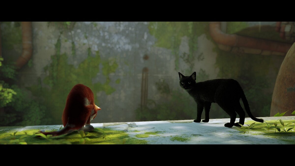 Stray — Черный кот с затемненной пастью