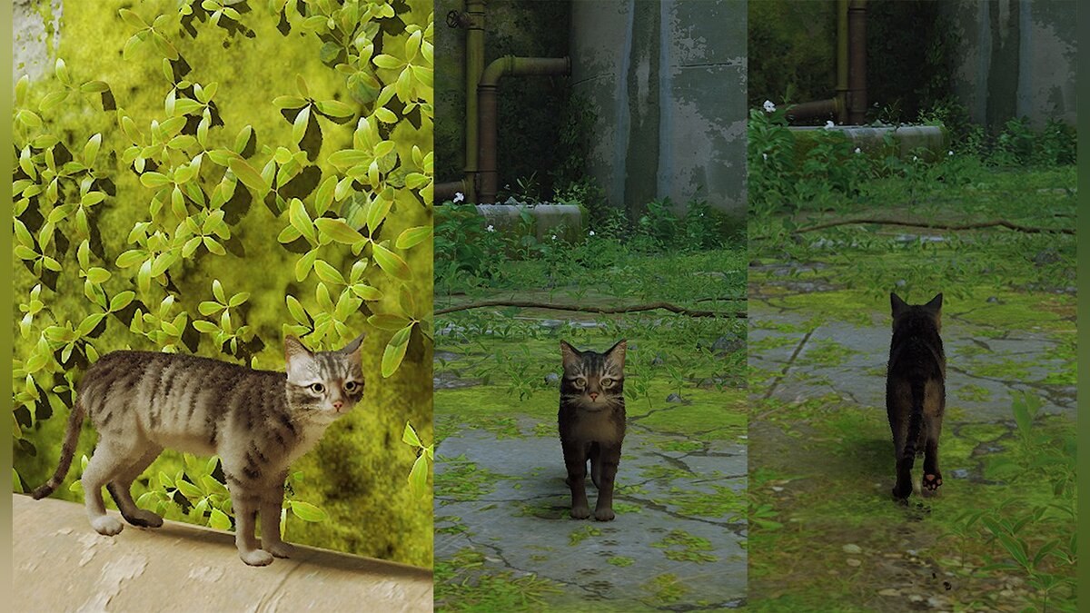 Stray — Серый полосатый кот