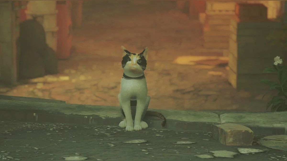 Stray — Ситцевый кот