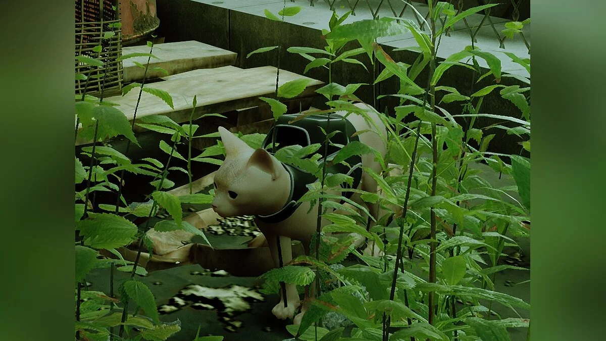 Stray — Кошка-сфинкс