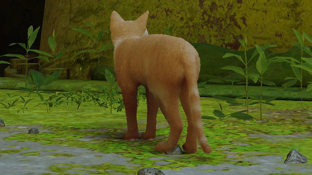 Stray — Сиамская кошка