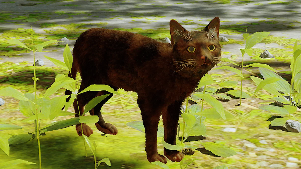 Stray — Черепаховый кот