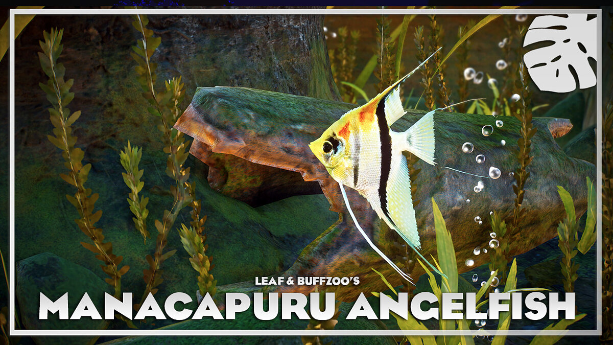 Planet Zoo — Рыба-ангел Манакапуру