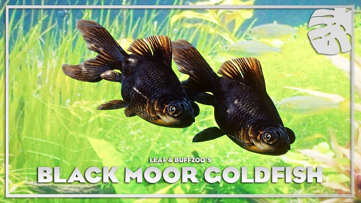 Planet Zoo — Золотая рыбка черного мавра - новые виды