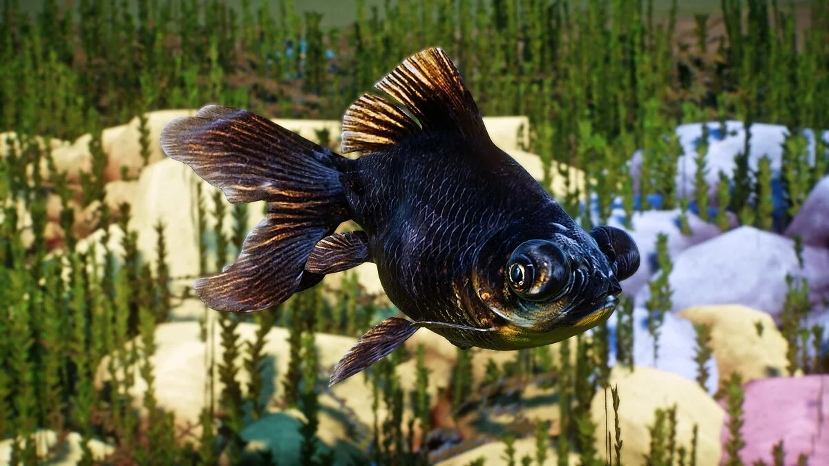 Planet Zoo — Золотая рыбка черного мавра - новые виды