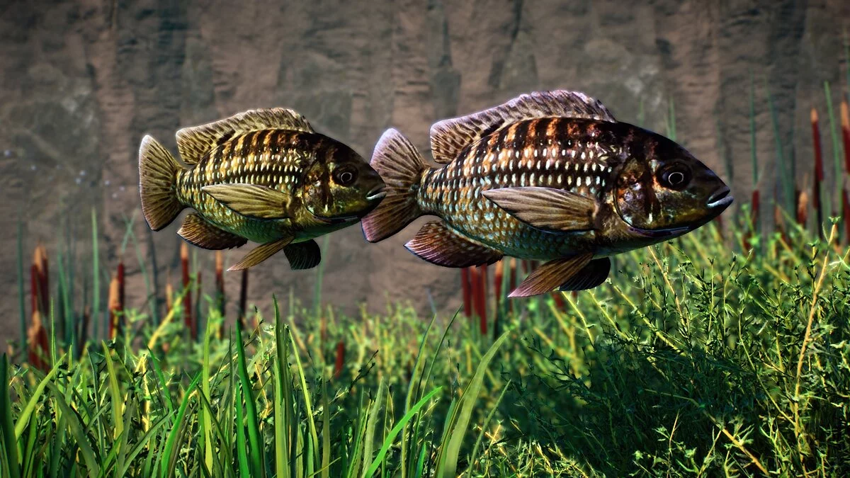 Planet Zoo — Полосатая тилапия — новые виды