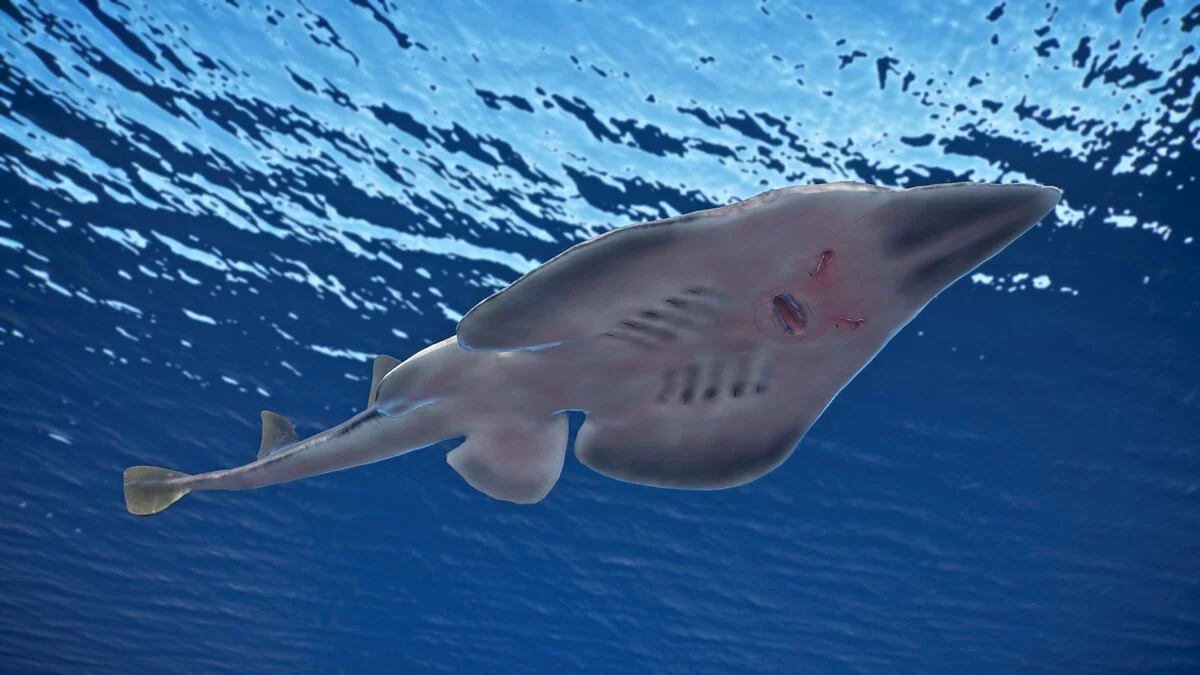 Planet Zoo — Лопатоносая рыба-гитара — новые виды