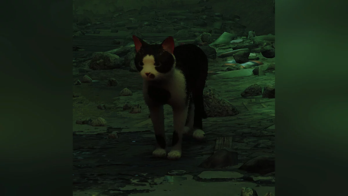 Stray — Кот Баффи