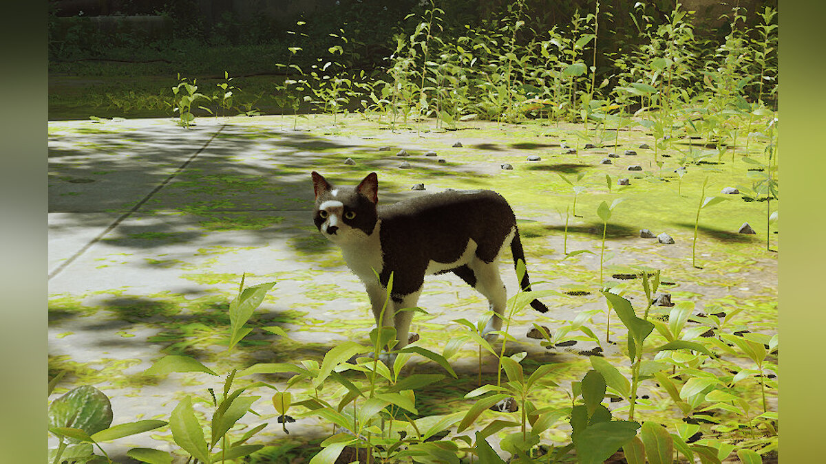 Stray — Раскраска кота «Белла и Честер»