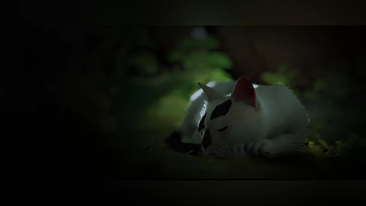 Stray — Раскраска кота «Белла и Честер»