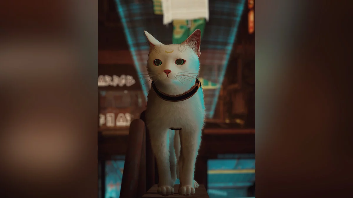 Stray — Кошки Сейлор Мун