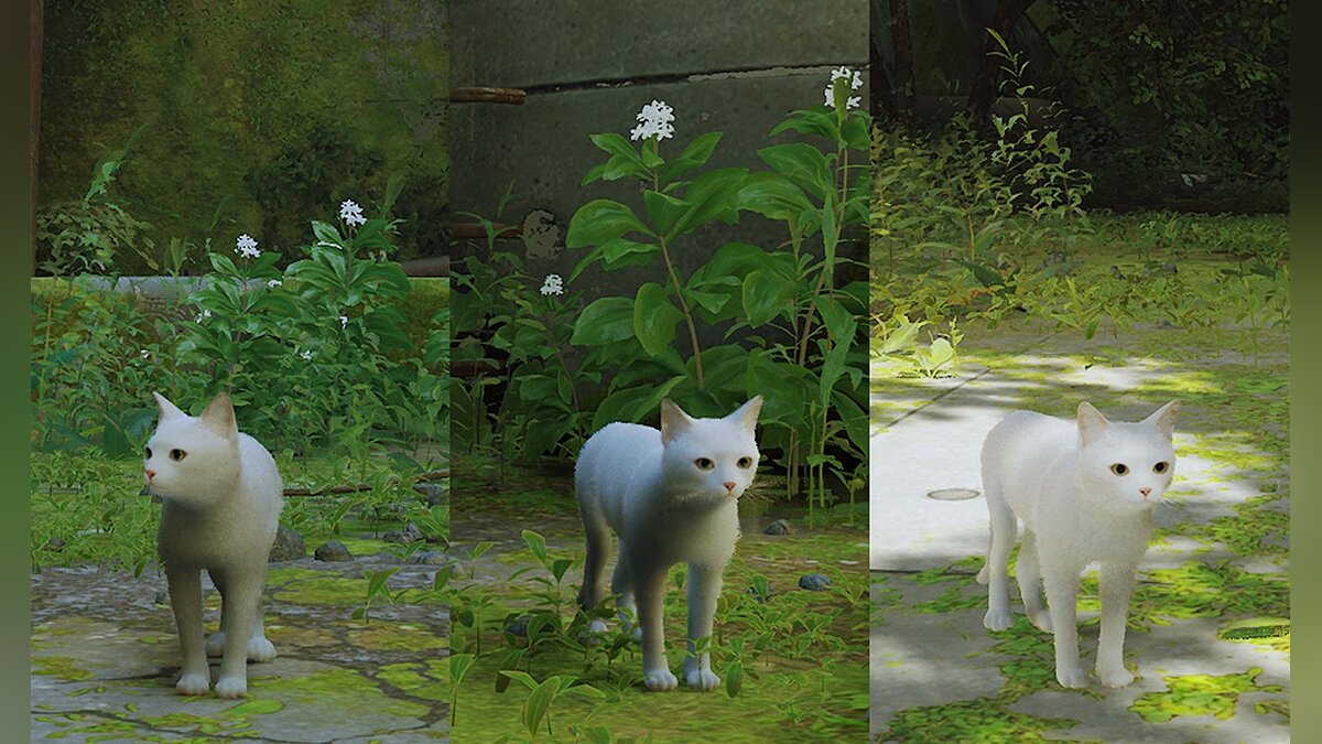 Stray — Белый кот