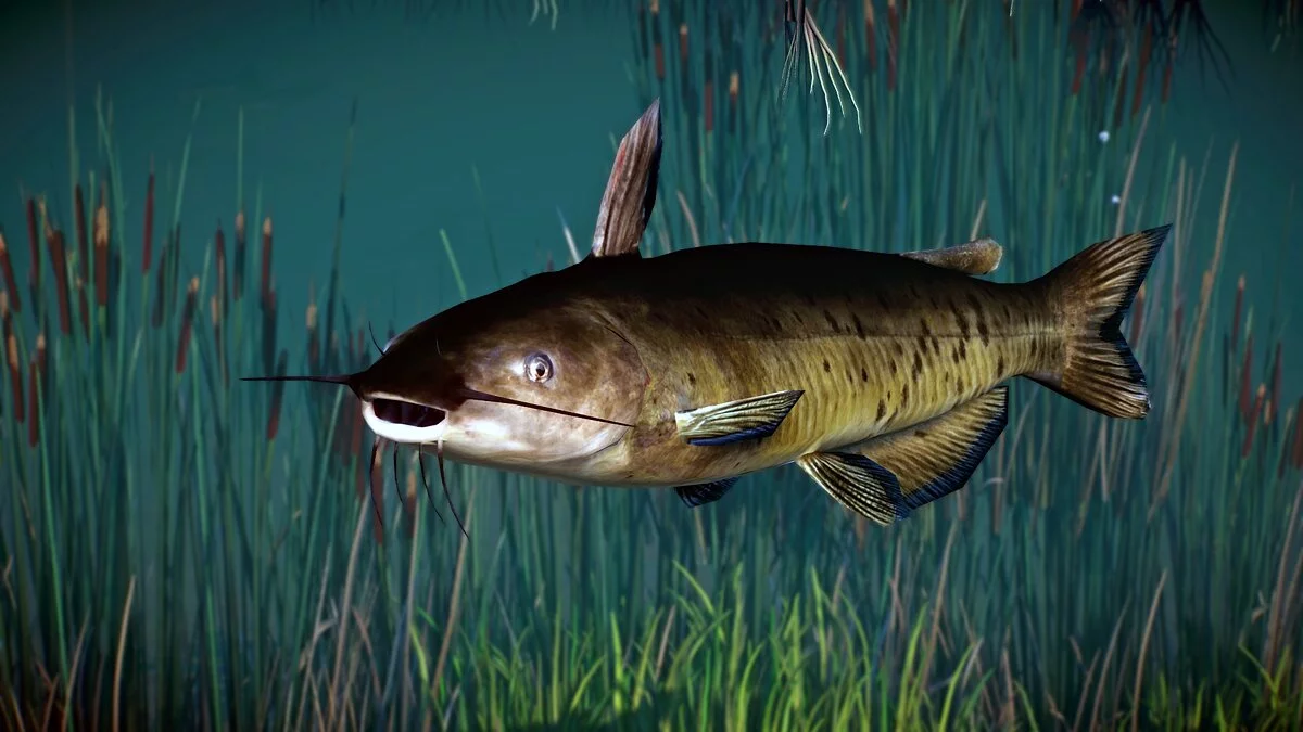 Planet Zoo — Канальный сом - новые виды