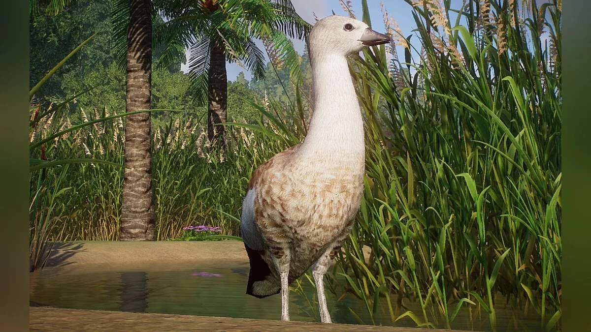 Planet Zoo — Синекрылый гусь — новые виды