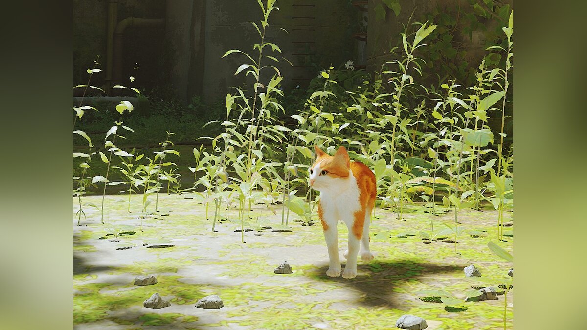 Stray — Оливер — оранжево-белый кот