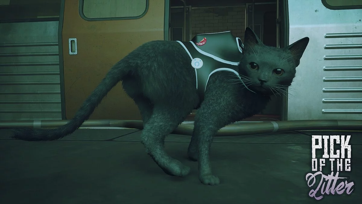 Stray — Новые породы кота