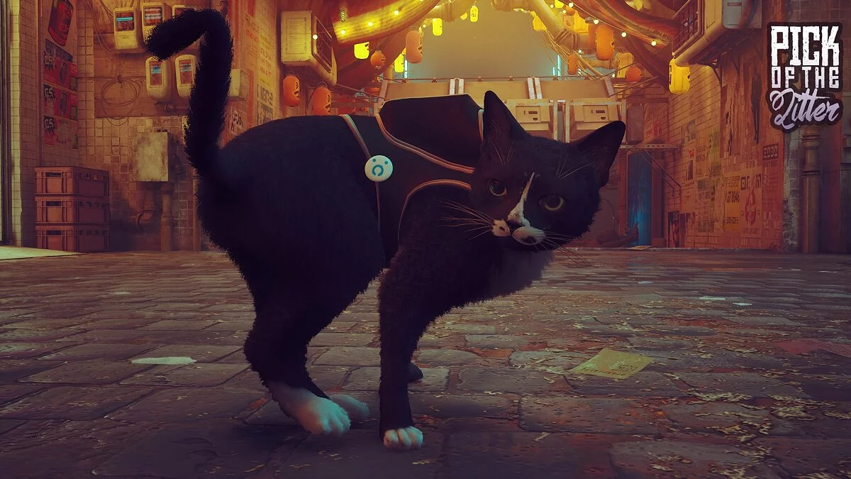 Stray — Новые породы кота