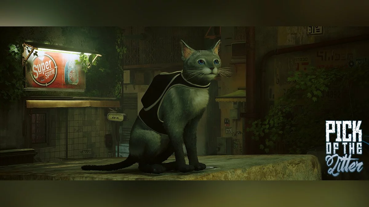 Stray — Новые породы кота