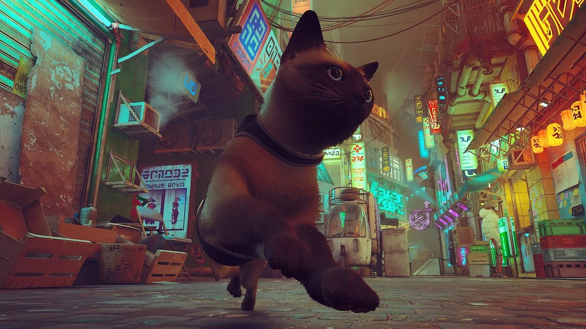 Stray — Новые породы кота