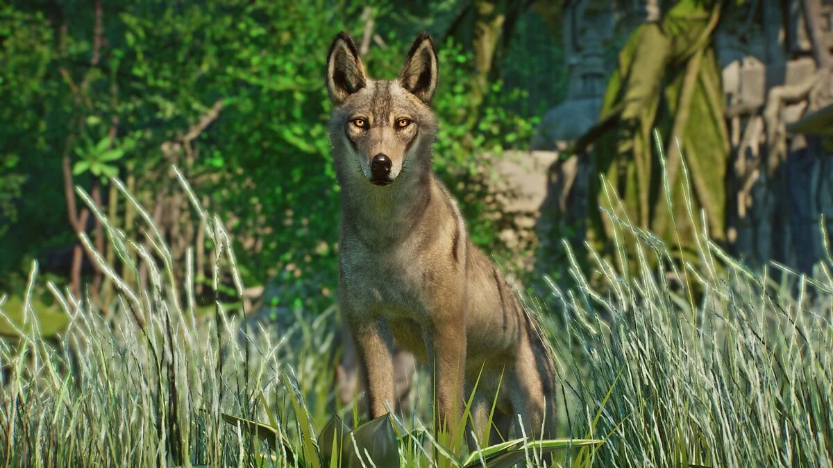 Planet Zoo — Индийский волк - новые виды
