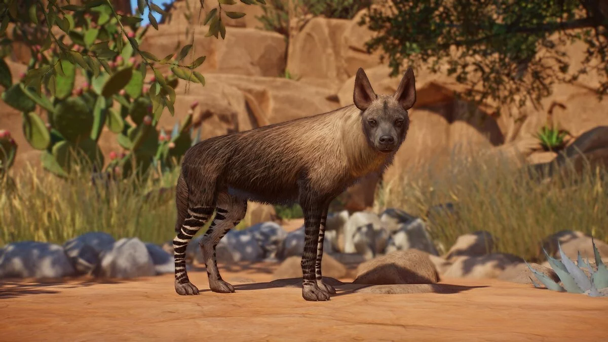 Planet Zoo — Бурая гиена - новый вид