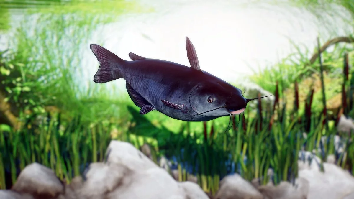 Planet Zoo — Синий сом - новые виды